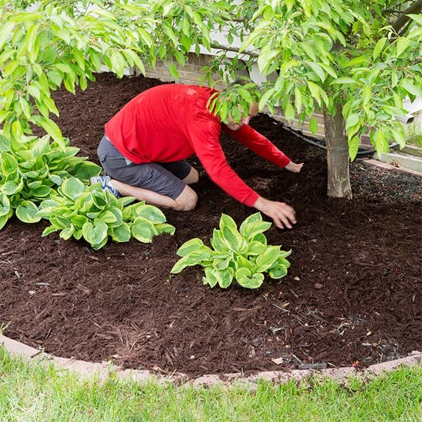 mulch installation can help control weeds by suppressing their growth and blocking sunlight